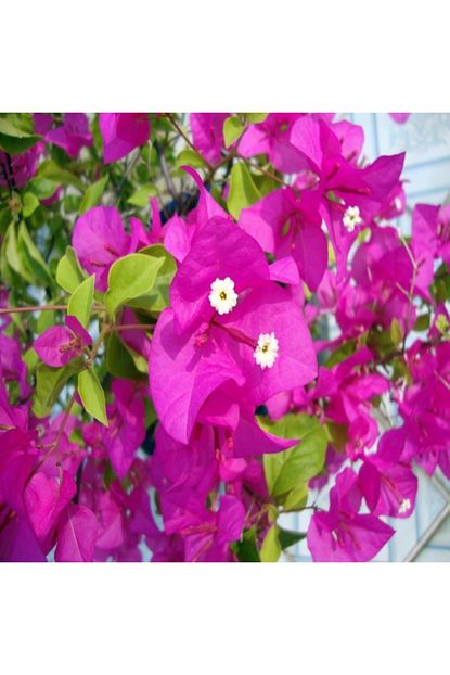 Tacirdepo Tuplu Bodur Bougainvillea Mor Begonvil Fidani Trendyol
