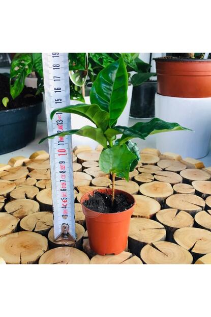 Ozen Cicekcilik Coffea Arabica Succulent Yesil Kahve Agaci Fidesi Sukulent Bitki Trendyol