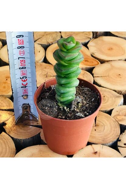 Ozen Cicekcilik Crassula Fantasy Succulent Koleksiyon Renkli Piramit Sukulent Trendyol