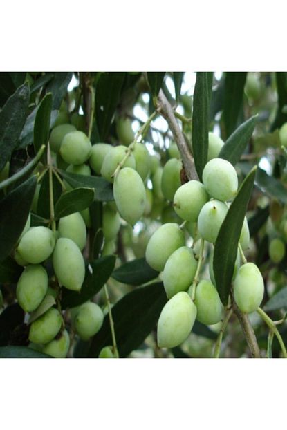 Mutlu Paket Tuplu Bodur Meyve Verme Yasinda Koroneiki Zeytin Fidani Trendyol