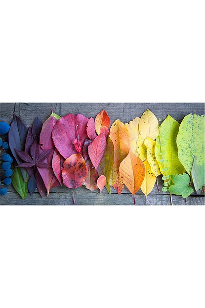 Hobi Butik Kanvas Tablo Kurutulmus Renkli Yapraklar 35x50 Cm Trendyol