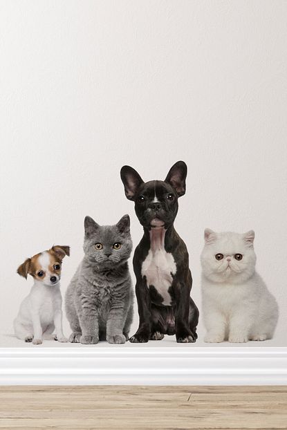 Dekor Loft Sirin Kopek Ve Kedi Dostlarim Duvar Sticker Trendyol