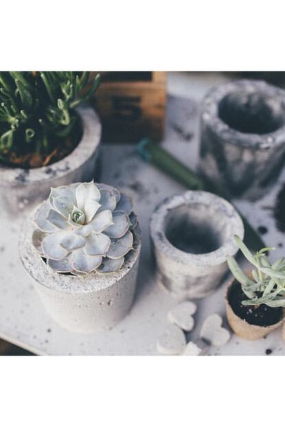 Beton Saksi Soz Kina Nikah Hediyesi 50 Adet Sukulent Trendyol