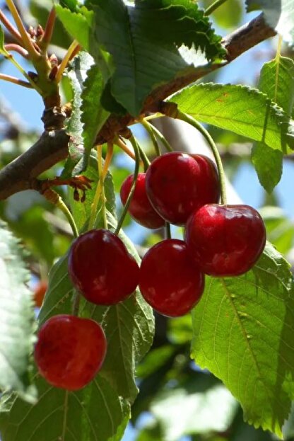 yalova fidan market ziraat 900 kiraz