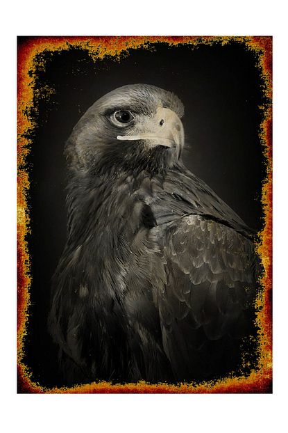 ahsap tablo siyah beyaz kartal posteri 50 cm x 70 cm