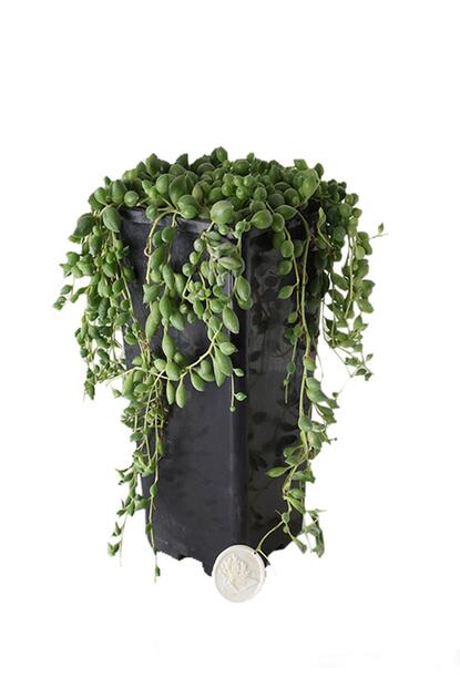 heryerbitki senecio timsah gozu bitkisi ev bitkisi saksi cicekleri fiyati yorumlari trendyol