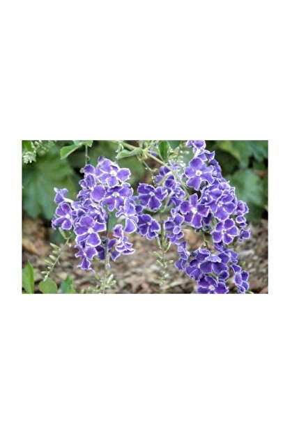 1001fidan duranta erecta guvercin uzumu agac meneksesi fidan fiyati yorumlari trendyol