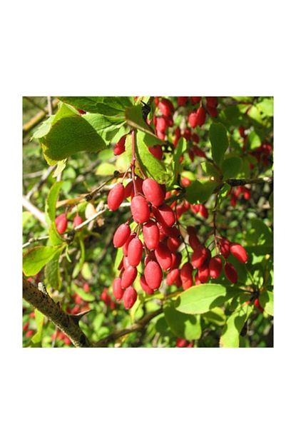 1001fidan berberis vulgaris karamuk adi