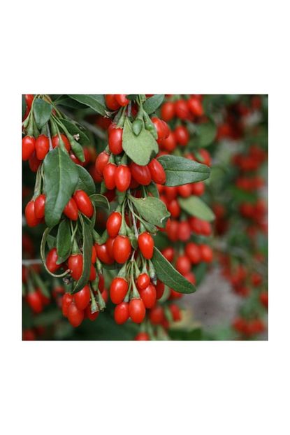 goji berry red kirmizi kurt uzumu fidani 20 40 cm saksida