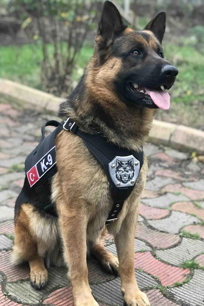 MgTasma Kişiye Özel, isimli K9 Köpek Tasması, Göğüs Ve Sırt