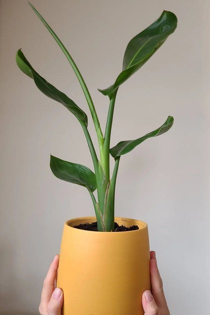 Starliçe (Cennet Kuşu Çiçeği) - Dekoratif Saksılı Strelitzia Nicolai Canlı Salon Bitkisi - 50-60 cm