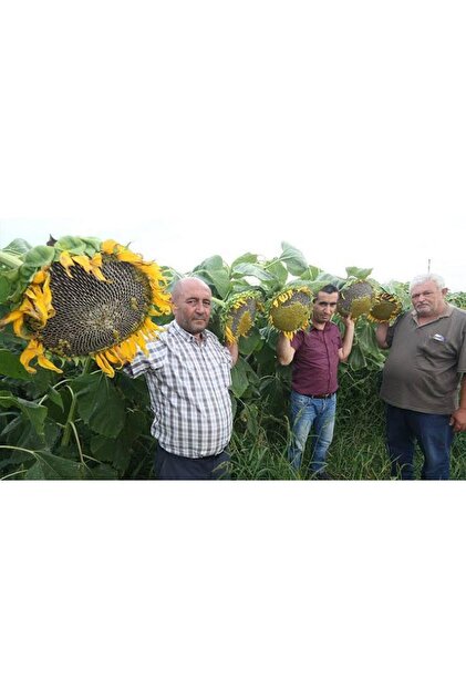 100 Adet İri Taneli Dev Boylu Ayçiçeği Tohumu + Hediye Üzüm Fidesi Tohumu