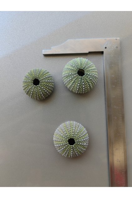 Deniz Kestanesi / 3 Adet / 2 ila 3.6 cm arası