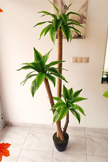 yucca-t商品② Genel Markalar Yapay Yuka Yucca Ağacı 3 Gövdeli 1.70 Mt Boy Islak