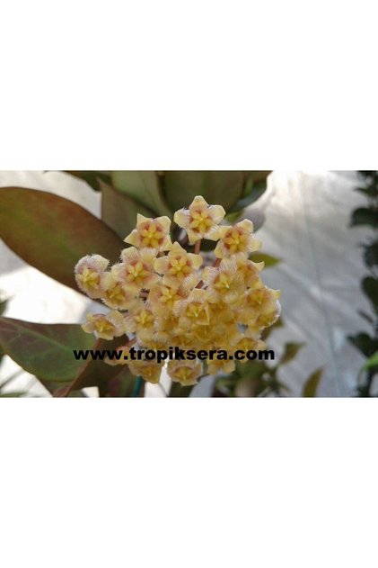 Hoya Cv. Sunrise Yoğun Karanfil Kokulu Mum Çiçeği 10-20 Cm, Toprak Da Köklü Ve Sürgünlü