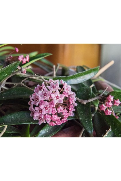 Hoya Cv. Minibelle. Kokulu Mum Çiçeği 10-20 Cm Boyda, Toprak Da Köklü Ve Sürgünlü