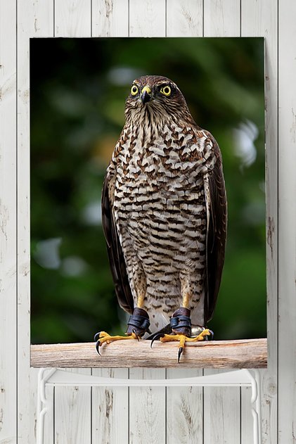 Sparrowhawk Animal Poster 2 (30x40cm)