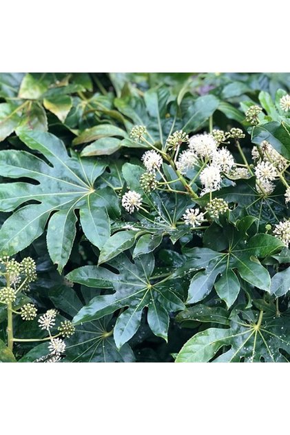 Fatsia japonica Aralia, aralya fidanı