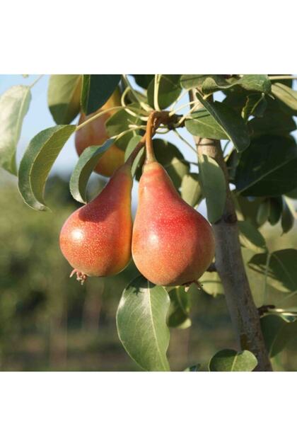 Tüplü Aşılı Yarı Bodur Aromalı June Beuty Armut Fidanı