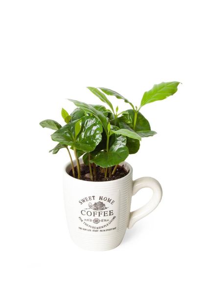 Succufam Coffea Arabica | Kahve Çiçegi (ıthal) 9cm Ø - 1