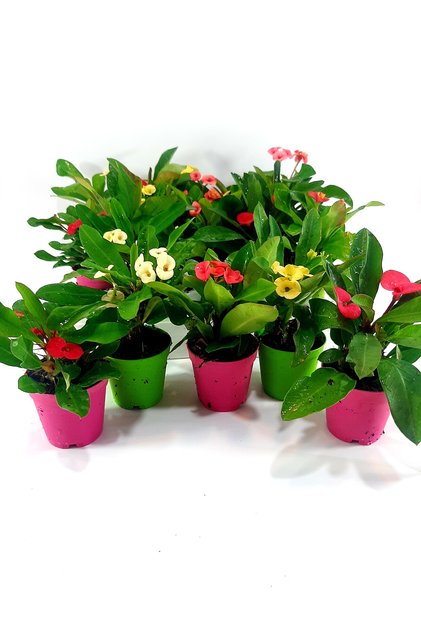 3 adet Dikenler tacı milii euphorbia küçük saksıda canlı