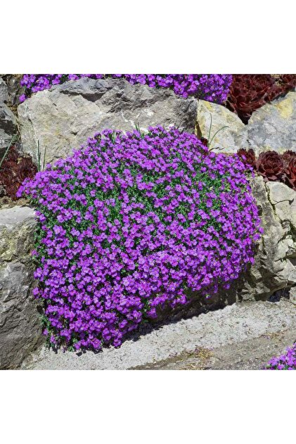 ZENGARDEN EV VE BAHÇE Sarkan aubrieta tohumu mor çiçekli obrezya