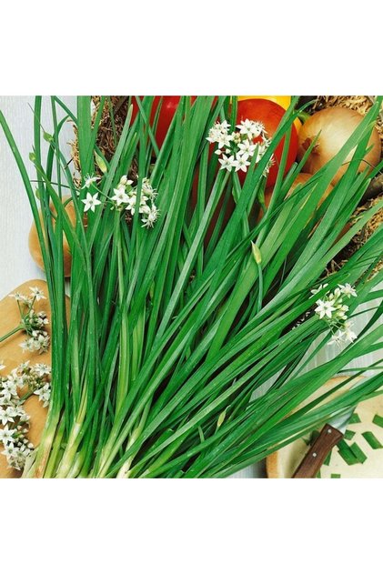 Sarımsak otu tohumu garlic chives