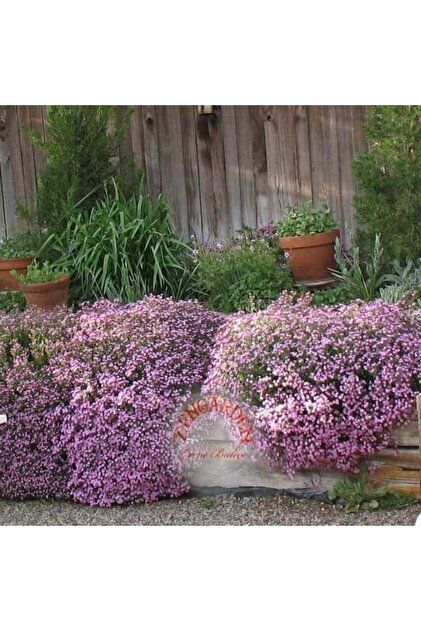 ZENGARDEN EV VE BAHÇE Saponaria tohumu sarkan mine çiçeği pembe