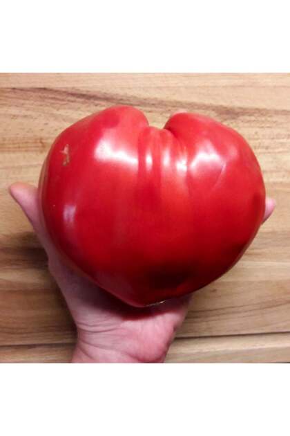 Oxheart yürek domates tohumu geleneksel pembe domates