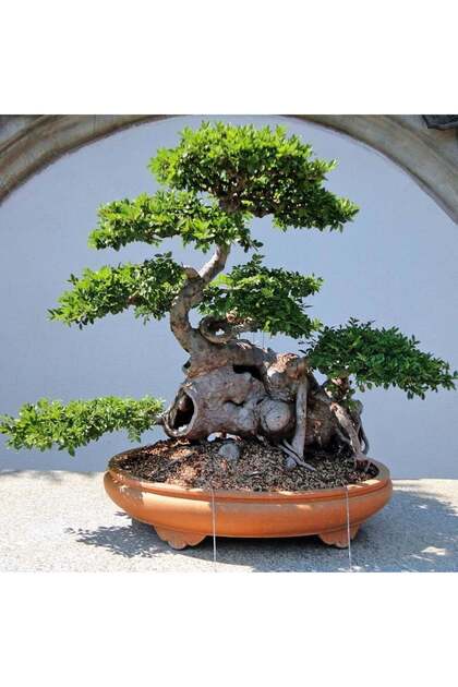 Ulmus parvifolia chinese elm çin karaağacı tohumu