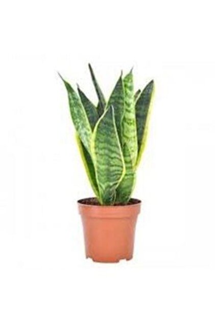 Sansevieria Paşa Kılıcı Peygamber Çiçeği