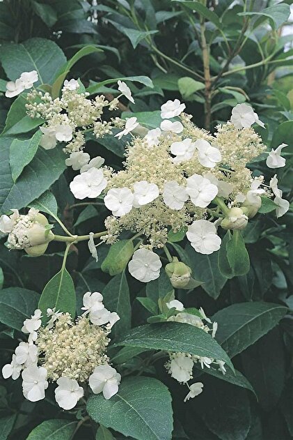 1001fidan Hydrangea Seemani Sarmaşık Ortanca Fidanı - Fiyatı