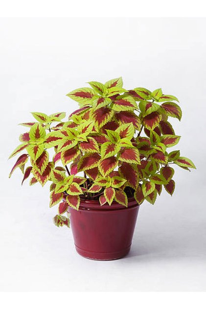 Videolu Karışık Renk Yaprak Güzeli 1 Adet Saksılı/ Tüplü 20-30cm Iç Mekan Bitkisi (COLEUS)