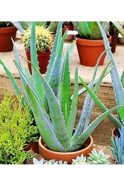 Ky Tohumlar 20 Adet Tohum Organik Aleovera iei Tohumu Balkon Aloevera  iek Tohumu Saks Toprak Hediye - Fiyat, Yorumlar