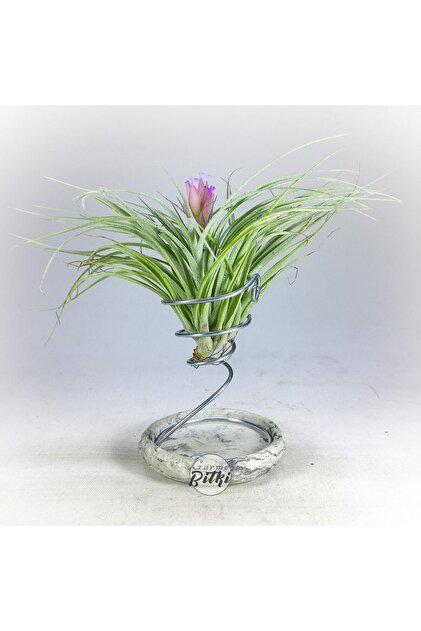 Gurme Bitki Tillandsia Stricta 