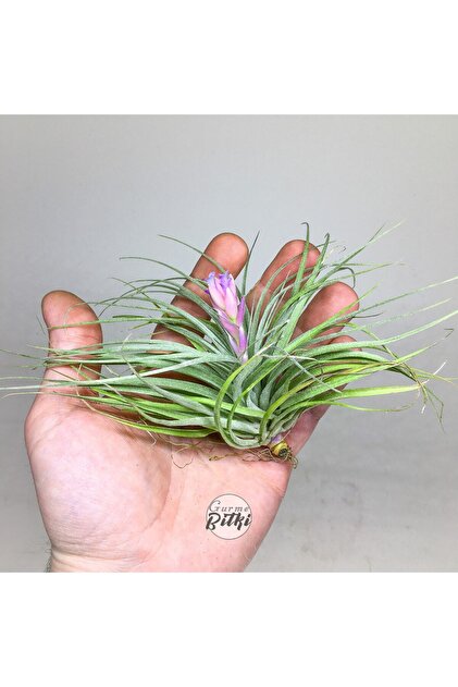 Gurme Bitki Tillandsia Stricta 