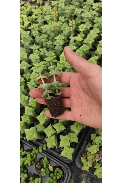 Crassula Perforata Fldesi Dolgun Ve Formlu