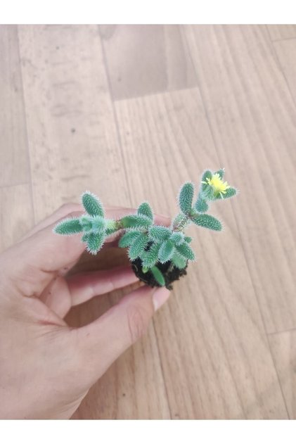 Delosperma Echinatum ( Turşu Sukulent ) Fidesi