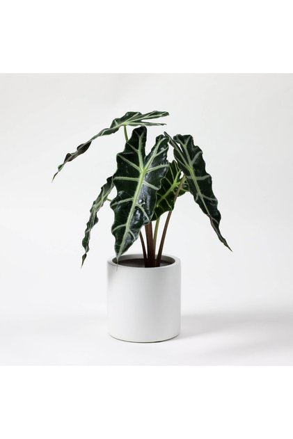 Alocasia Polly Fil Kulağı Bitkisi 30-40 cm