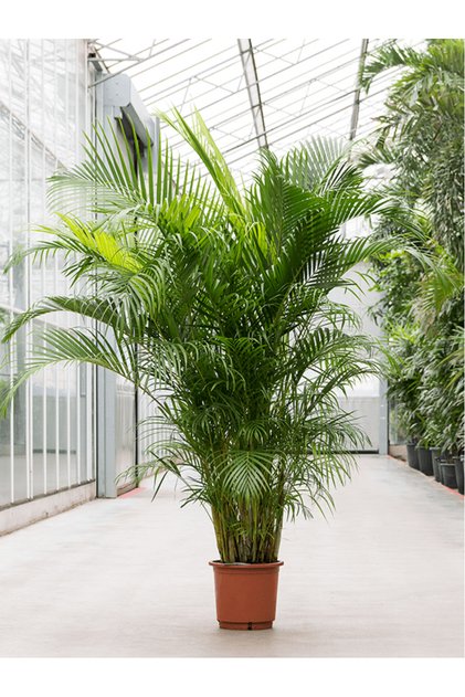 Areka Palmiyesi 200-250 cm Dypsis Lutescens