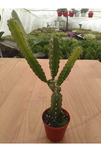 Ravza iekilik Ejder Meyvesi Kakts (Pitaya) (5.5 Cm Saksda) Meyve Veren  Kakts - Fiyat, Yorumlar