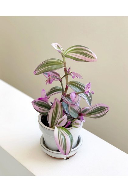 Tradescantia Nanouk Telgraf Çiçeği 5,5 cm Küçük Saksıda