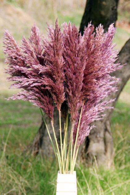 Kuru Çiçek Pampas 15 Adet 100 Cm Boy - Mor