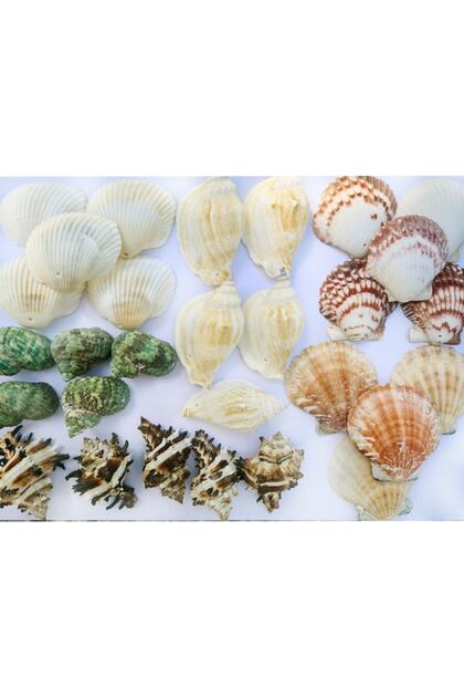 Delikli Deniz Kabuğu Seti-30 Adet