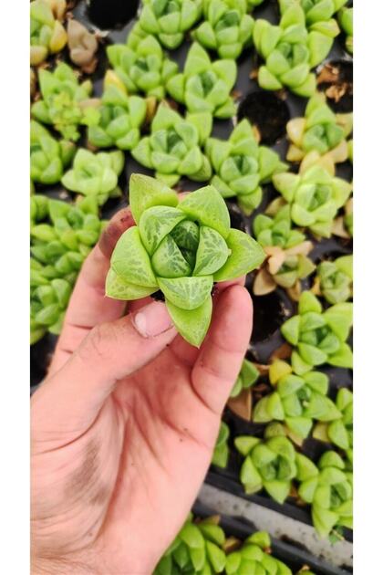 Haworthia Cymbiformis ( Optusa ) Fidesi