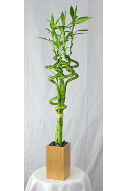 SYNETELLYA 1 Adet Dal Bambu Lucky Bamboo Şans Bambu 80-100 Cm