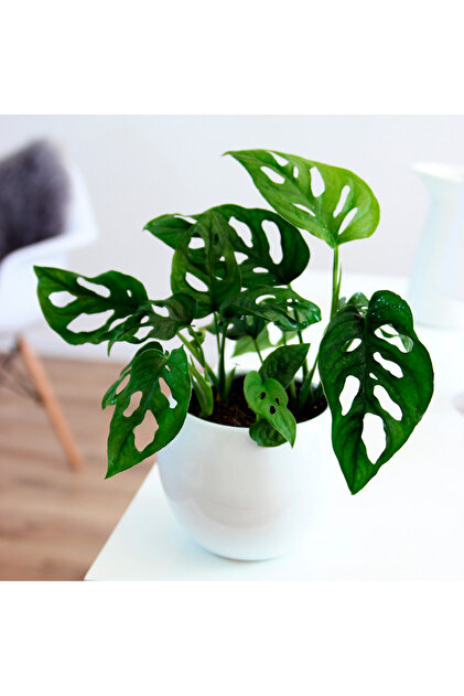 SYNETELLYA Monstera Monkey Mask - Monstera Adansonii - Sarmak Deve Taban  Bitkisi 20-30 cm - Fiyat, Yorumlar