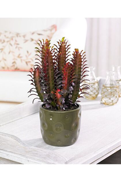 Euphorbia Trigona Süt Ağacı Kaktüsü 30-40 cm Çok Köklü