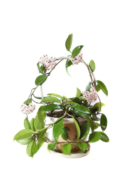 Mum Çiçeği Hoya Carnosa Sarmaşık