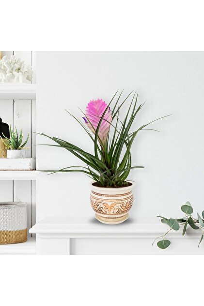 SYNETELLYA Tillandsia Hava Bitkisi Air Plant - Fiyatı, Yorumları